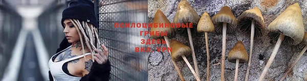 крисы Новодвинск